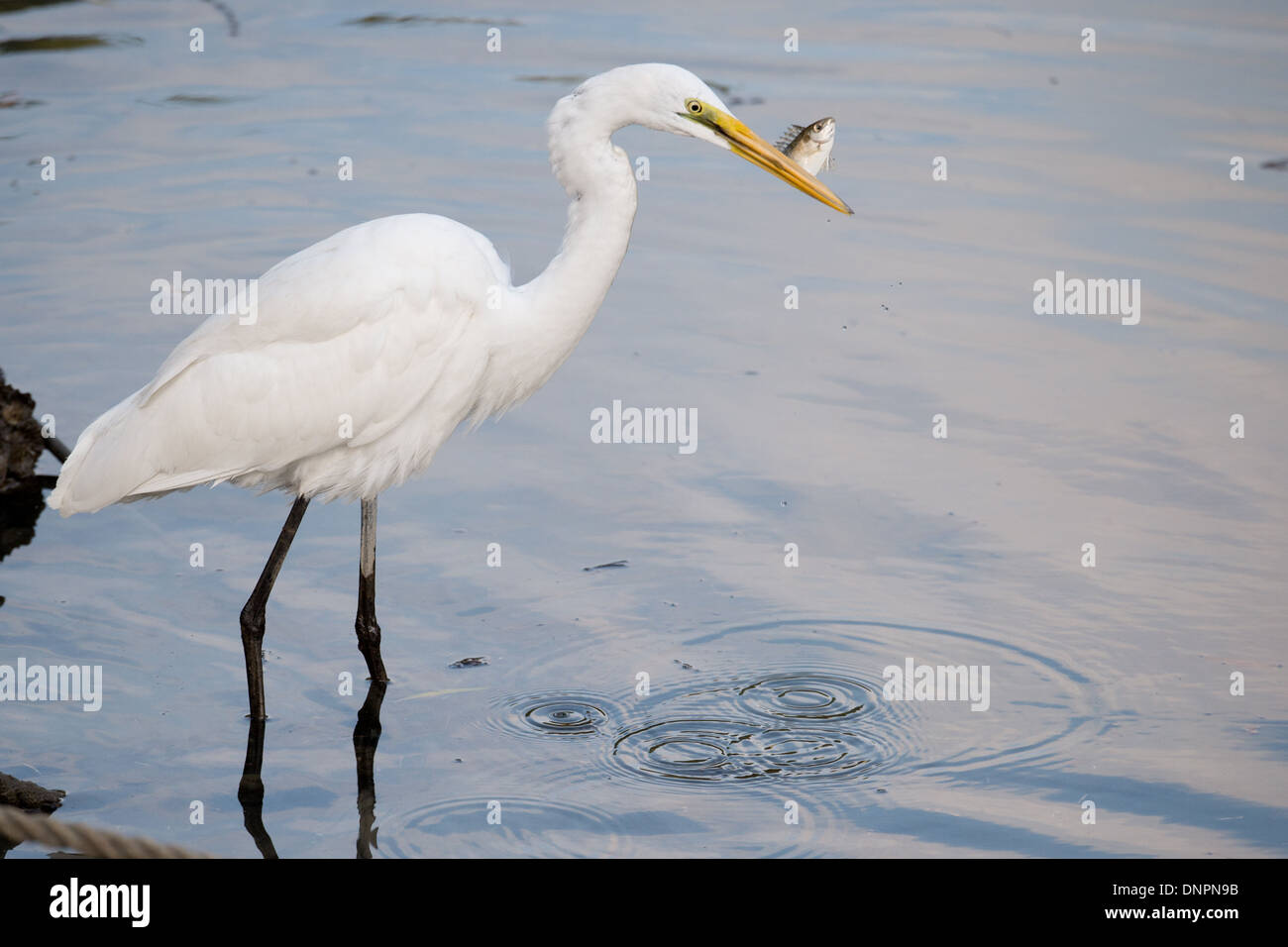 Silberreiher, Ardea Alba, Fang von Fischen, Hong Kong, Pearl River Delta. Stockfoto