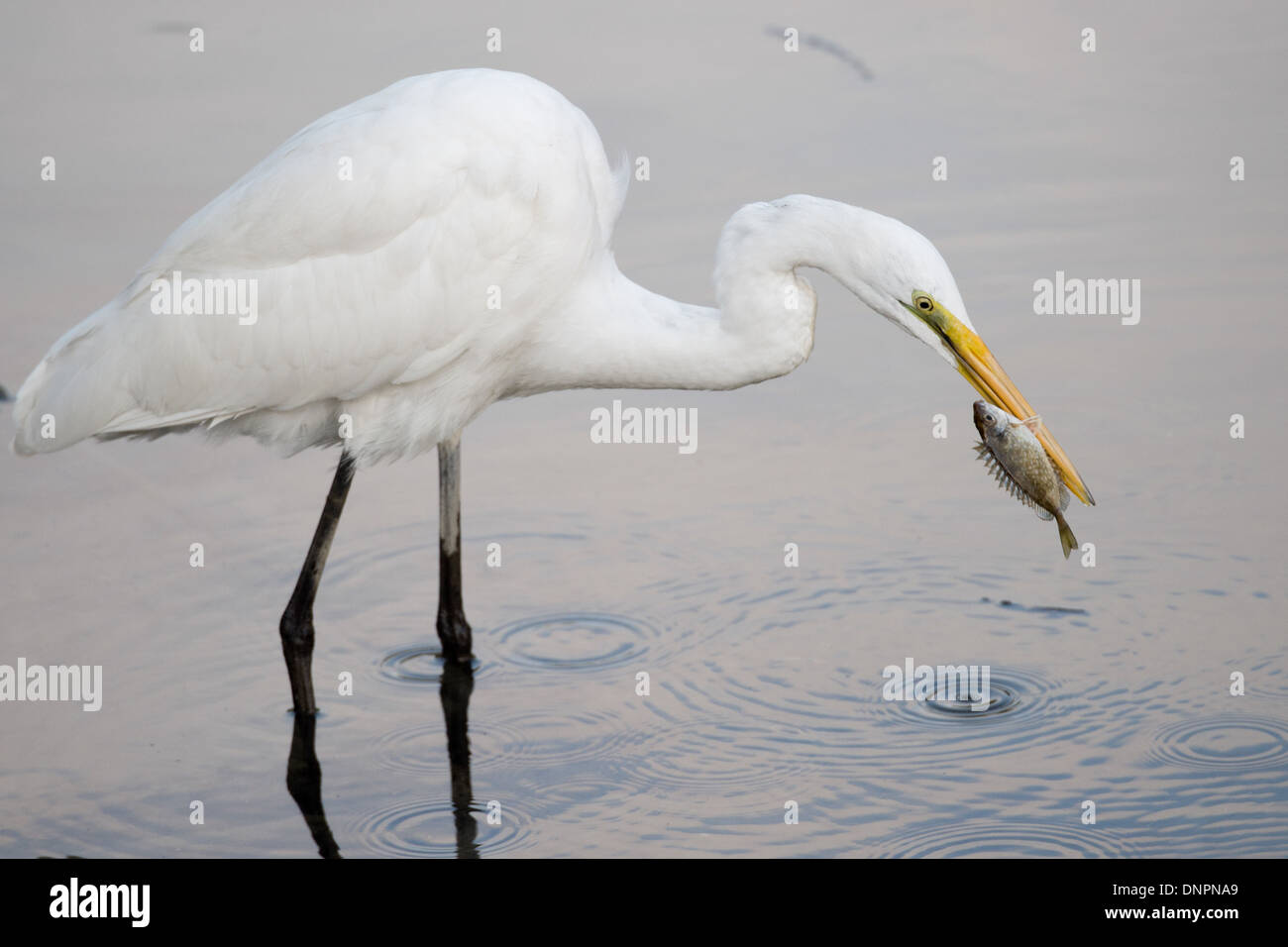 Silberreiher, Ardea Alba, Fang von Fischen, Hong Kong, Pearl River Delta. Stockfoto