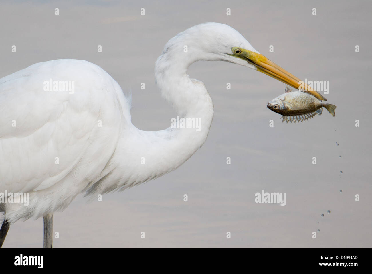 Silberreiher, Ardea Alba, Fang von Fischen, Hong Kong, Pearl River Delta. Stockfoto