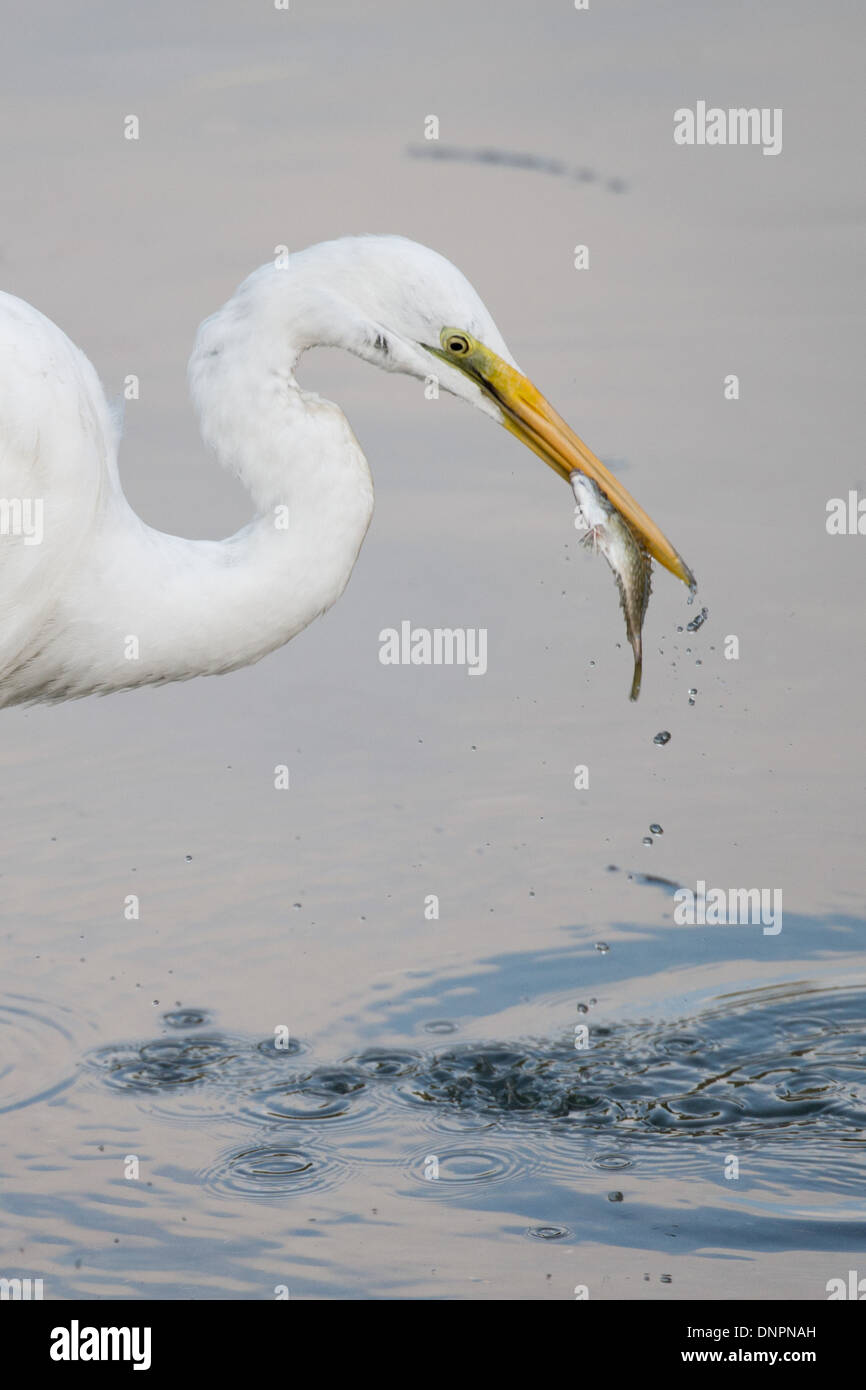 Silberreiher, Ardea Alba, Fang von Fischen, Hong Kong, Pearl River Delta. Stockfoto