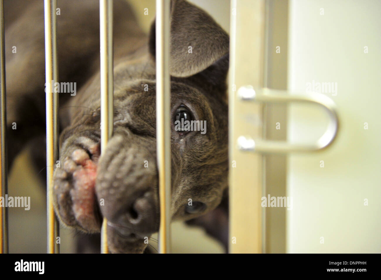 Ein Welpe beißt seinem Käfig in Cardiff Hunde zuhause, die eine Zunahme der Aufnahme nach der Weihnachtszeit sieht. Stockfoto