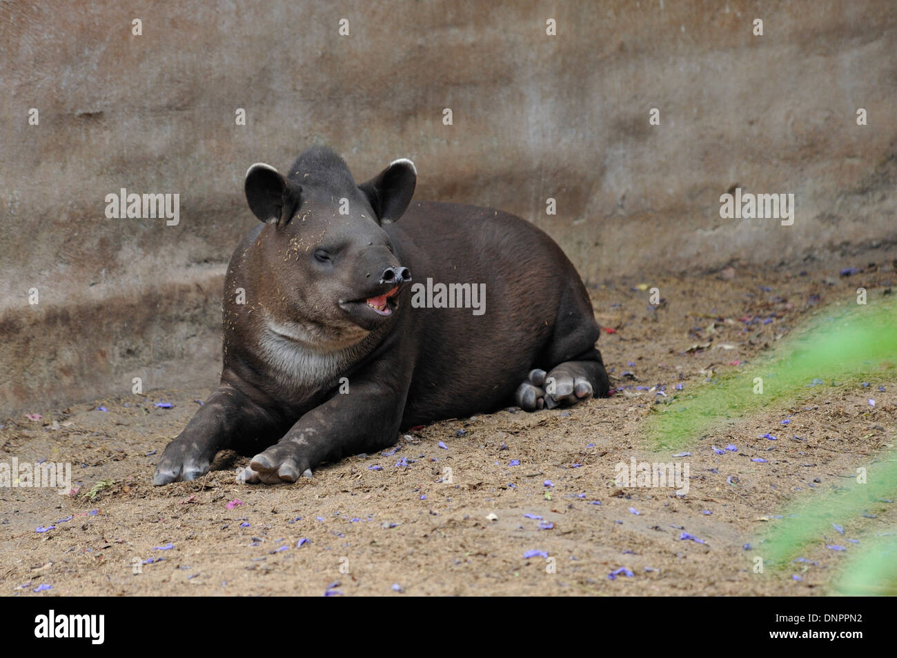 Südamerikanische Tapir (Tapirus Terrestris) im Zoo von Quito, Ecuador Stockfoto