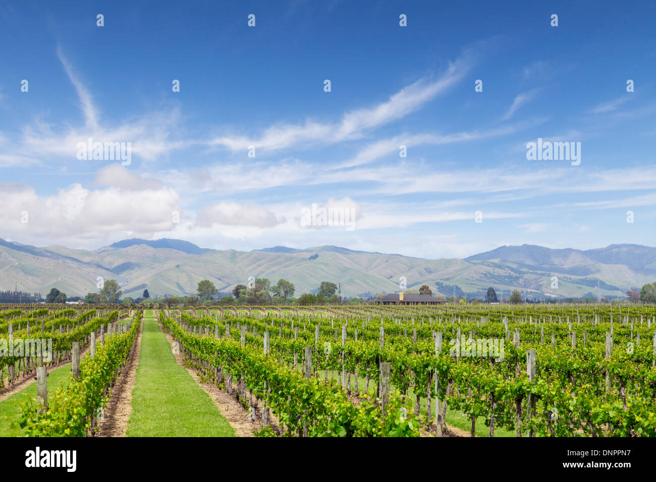 Ein Weinberg auf der Marlborough Region in New Zealand. Stockfoto