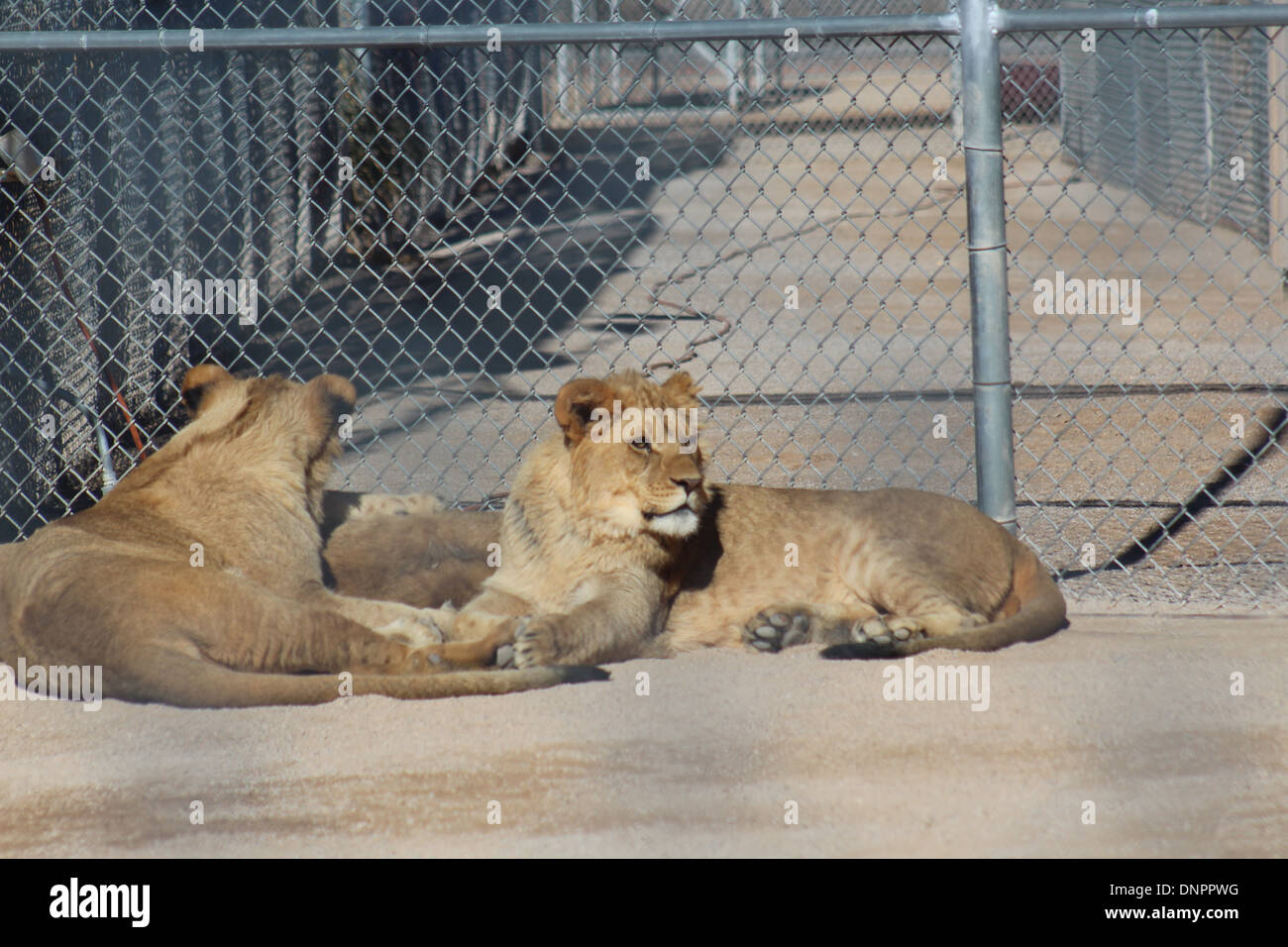 Lion draußen in der Sonne entspannen. Stockfoto