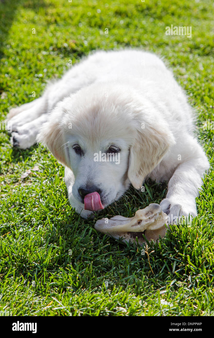 Humorvolle Foto von Platinum farbige Golden Retriever Welpen (13 Wochen) mit Zunge heraus. Stockfoto