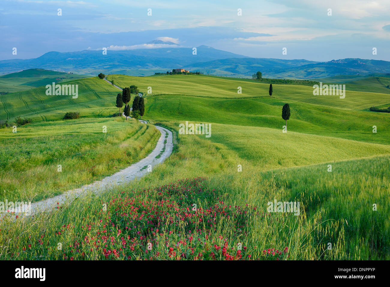 Weg durch Felder mit Zypressen, Monte Amiata im Hintergrund, Pienza, Provinz Siena, Val D´Orcia, Toskana, Italien Stockfoto