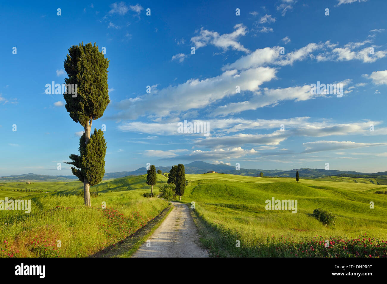 Zypressen entlang der Landstraße durch grüne Felder. Pienza, Val D´Orcia, Provinz Siena, Toskana, Italien. Stockfoto