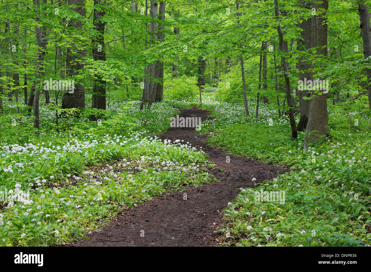 Wanderweg durch Buchenwald und Bärlauch (Allium Ursinum), Frühling, üppige Blattwerk, Nationalpark Hainich, Thüringen, Deutschland Stockfoto