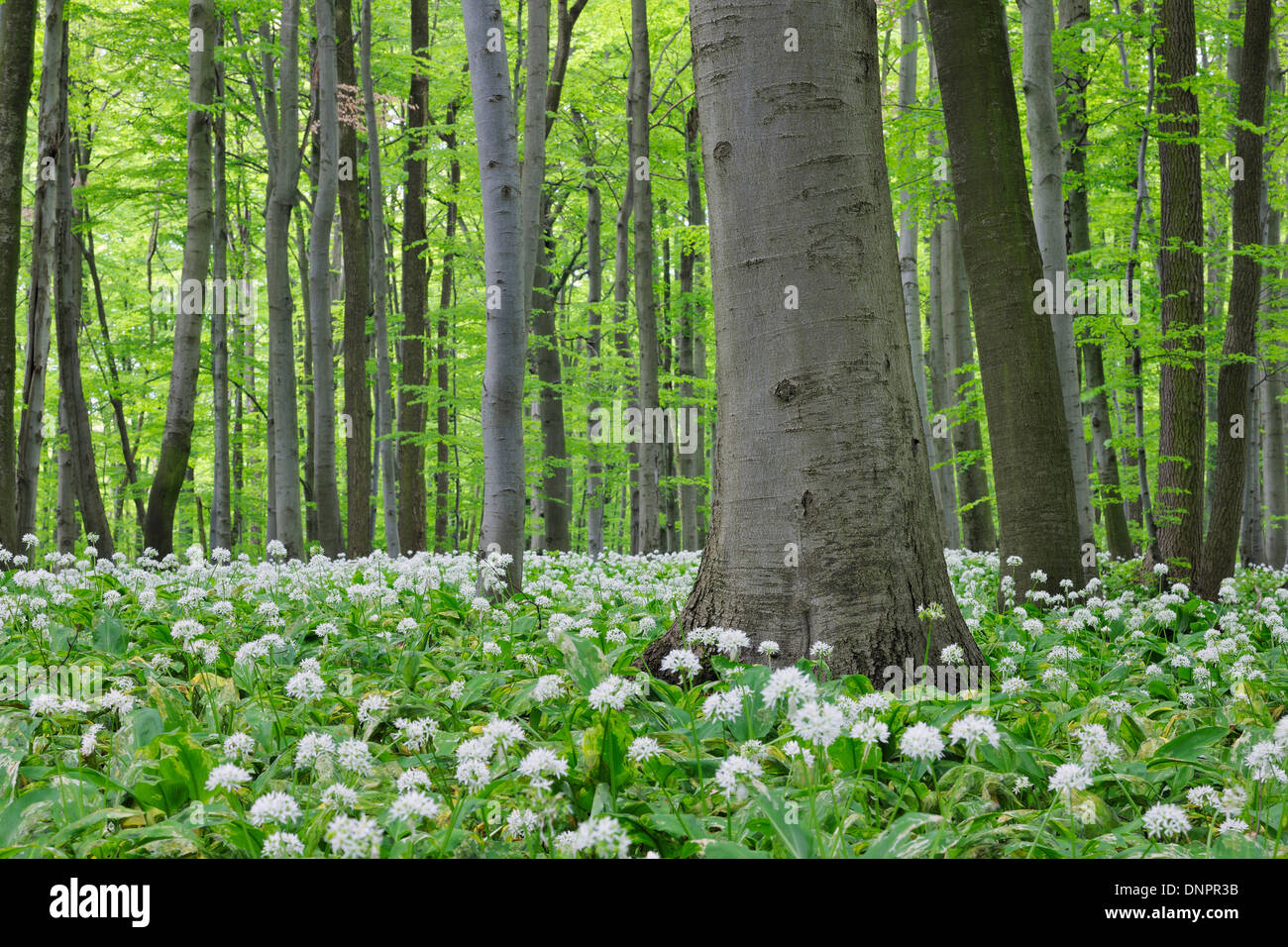 Wald mit Bärlauch (Allium Ursinum) üppige grüne Laub im Frühjahr. Nationalpark Hainich, Thüringen, Deutschland. Stockfoto
