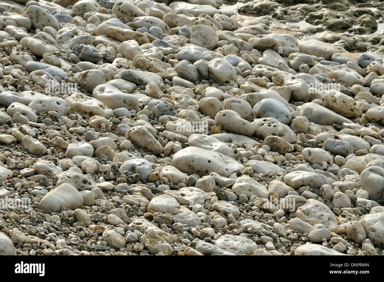 Weiße Kieselsteine am Strand im Norden Oléron Insel in Charente-Maritime, Frankreich Stockfoto