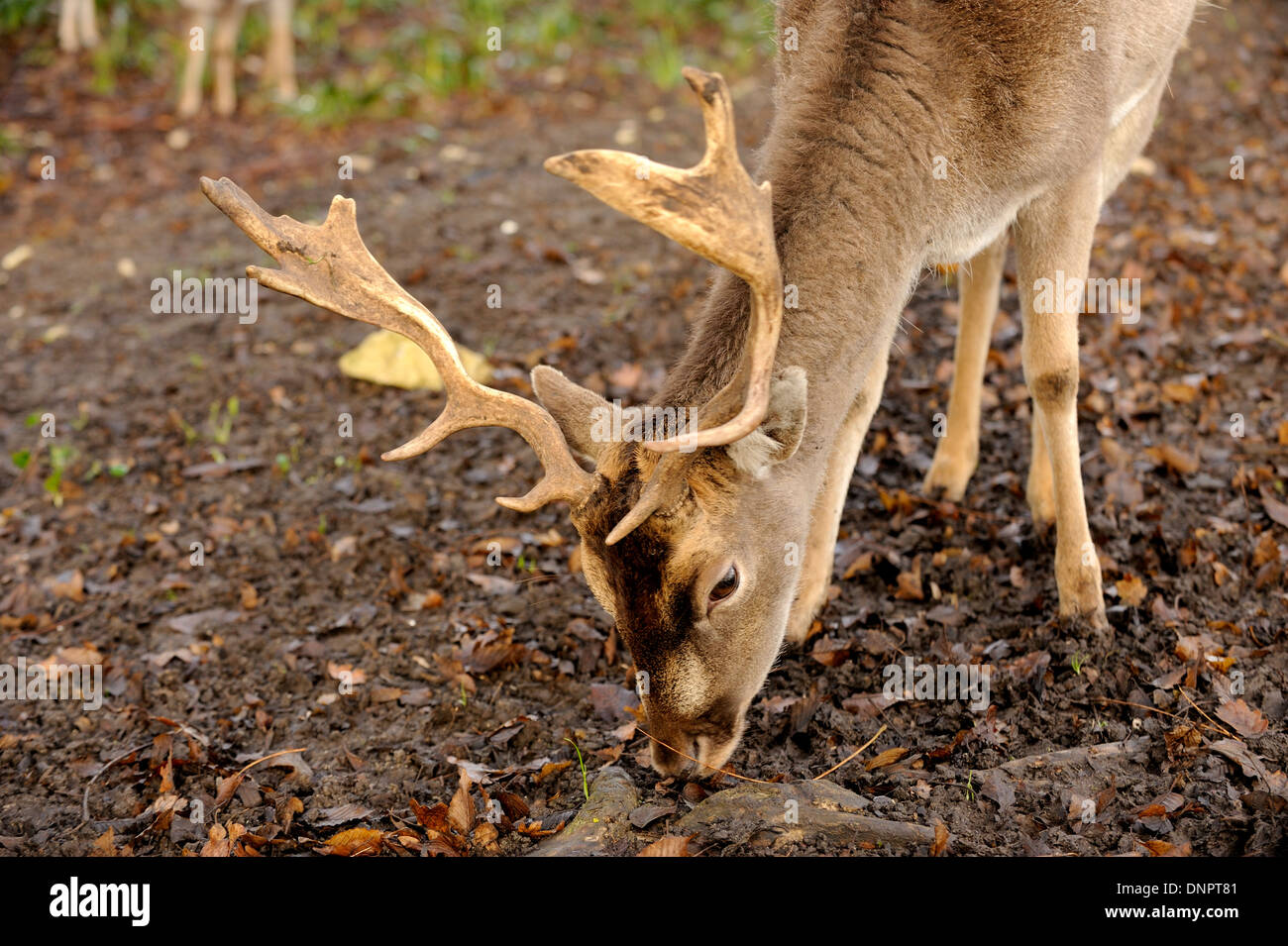 Damhirsch (Dama Dama) in Charente-Maritime, Frankreich Stockfoto