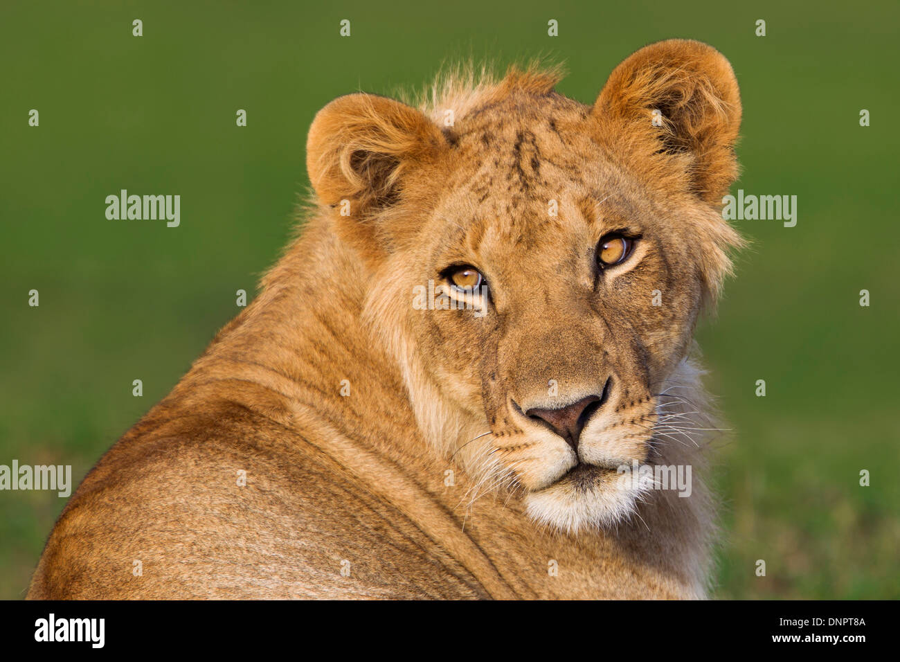 Porträt des jungen männlichen Löwen (Panthera Leo), Masai Mara National Reserve, Kenia, Afrika Stockfoto