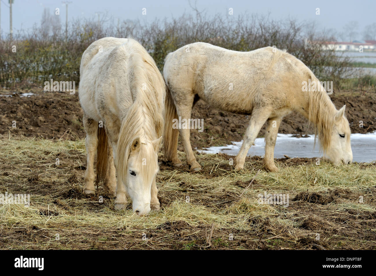 Weiße Pferde weiden in den Beaugeay-Sümpfen in Charente-Maritime, Frankreich Stockfoto