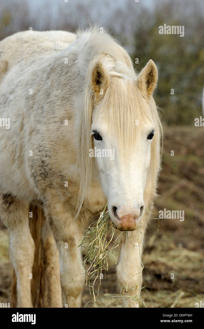 Weiße Pferde weiden in den Beaugeay-Sümpfen in Charente-Maritime, Frankreich Stockfoto