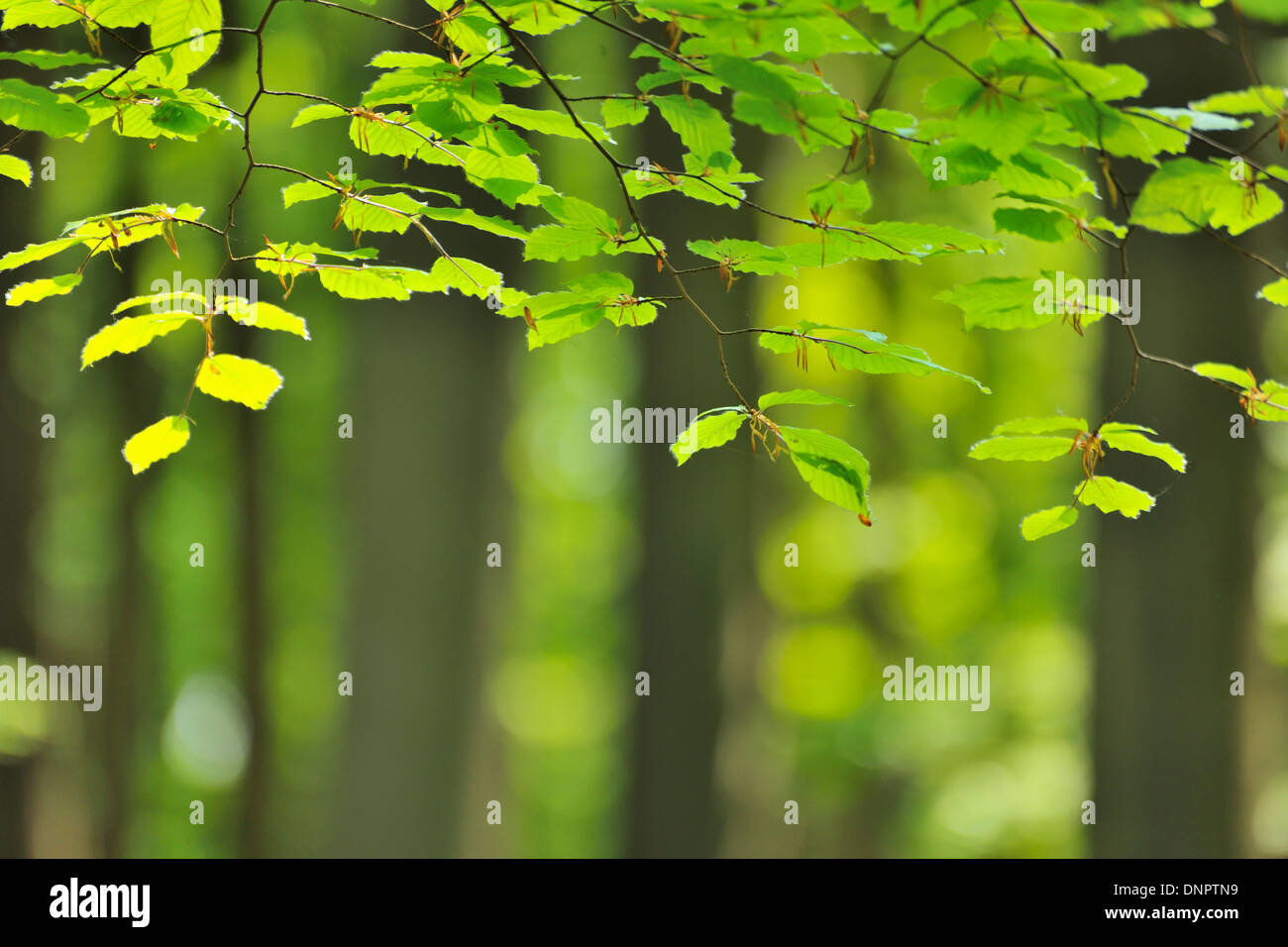 Buche-Blätter im Frühling, Hallerbos, Halle, Flämisch-Brabant, Vlaams Gewest, Belgien Stockfoto