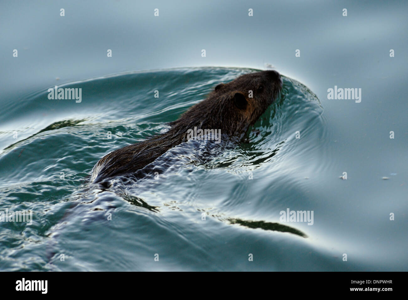 Ein Nutrias schwimmen in einem Stream in Plano, Texas, USA Stockfoto
