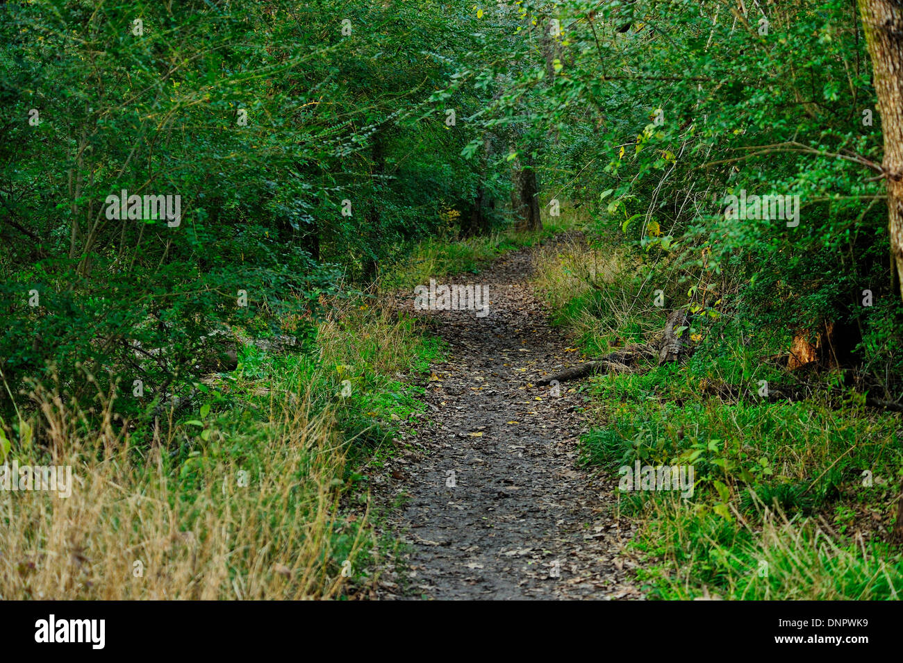 Weg durch den Wald von Towne Park, Mc Kinney, Texas, USA Stockfoto