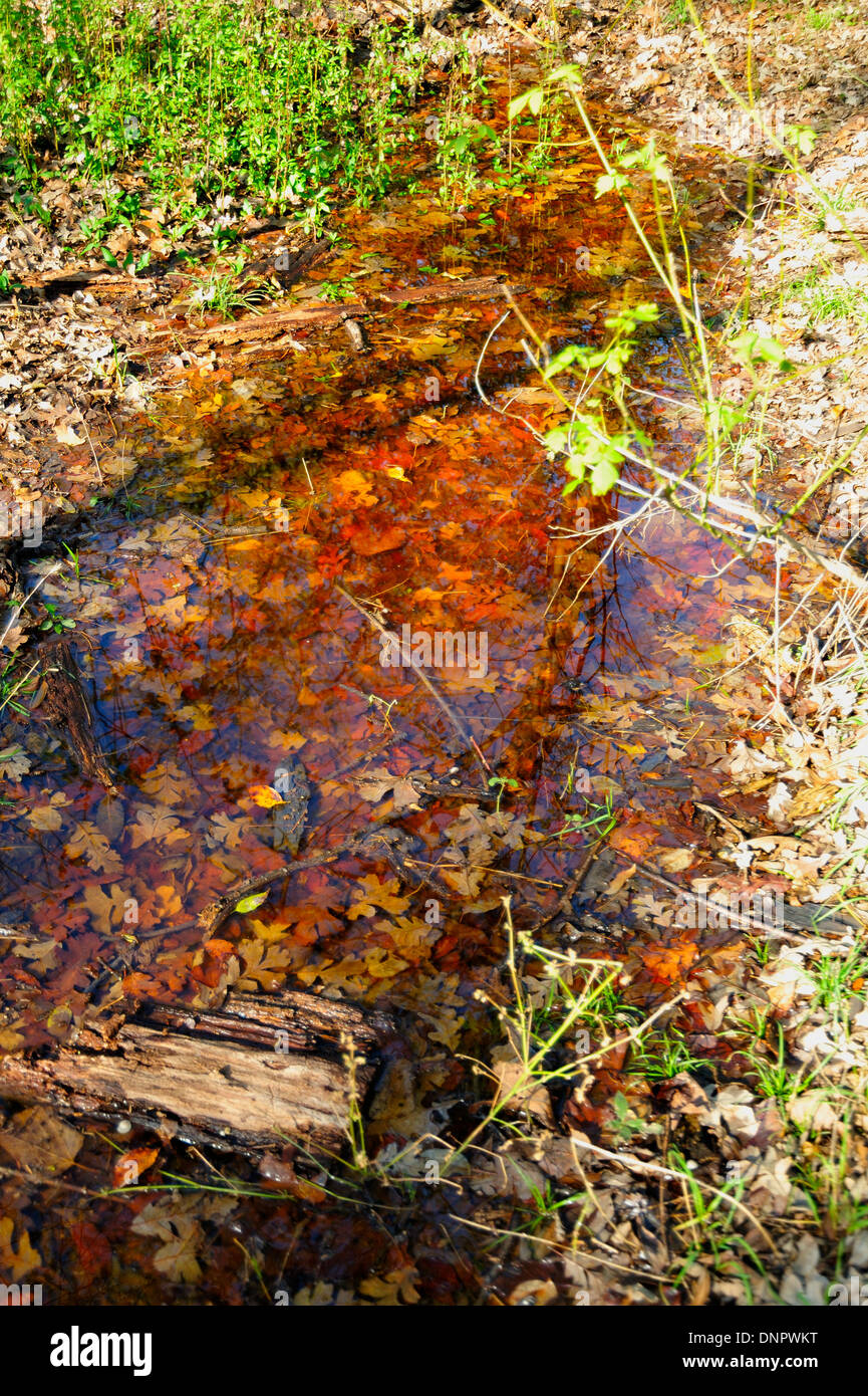 Süßwasser-Pool im Wald von Towne Park, Mc Kinney, Texas, USA Stockfoto