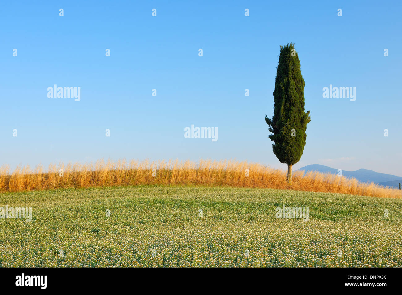 Klee und Weizenfeldern mit Mittelmeer-Zypresse (Cupressus Sempervirens), Val d ' Orcia, Provinz Siena, Toskana, Italien Stockfoto