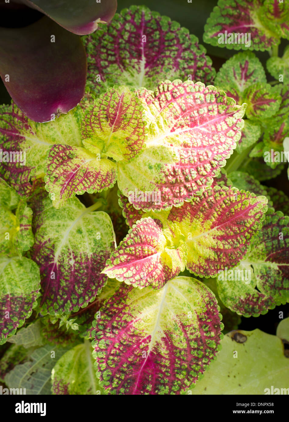 Bemalte Brennessel, die Multicolors verlässt Zimmerpflanze. Stockfoto