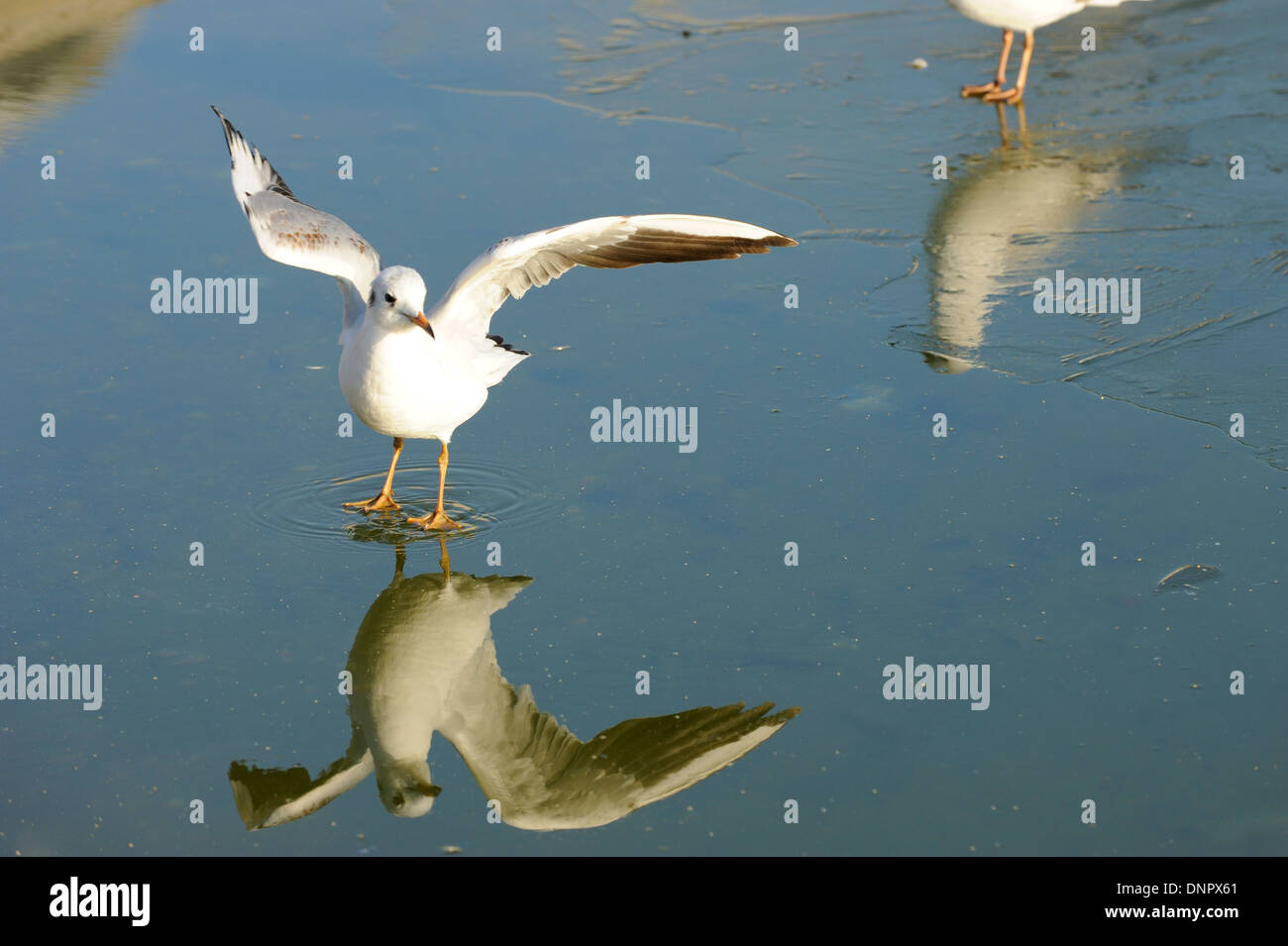 Möwe Vogel zu Fuß auf dem Eis auf dem Zierteich des Jardin du Luxembourg, Paris, Frankreich Stockfoto