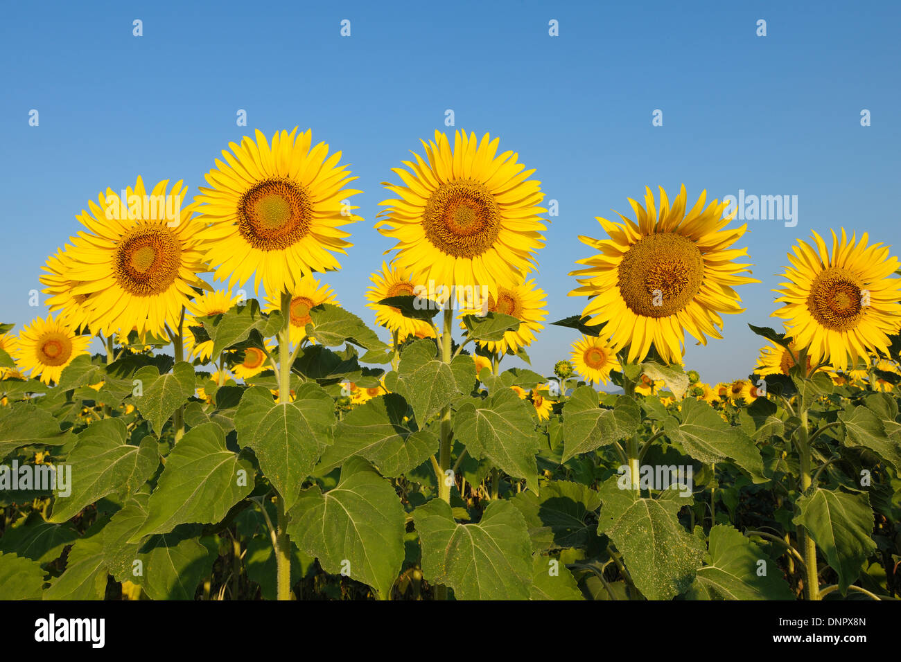 Gemeinsamen Sonnenblumen (Helianthus Annuus) gegen Clear Blue Sky, Toskana, Italien Stockfoto