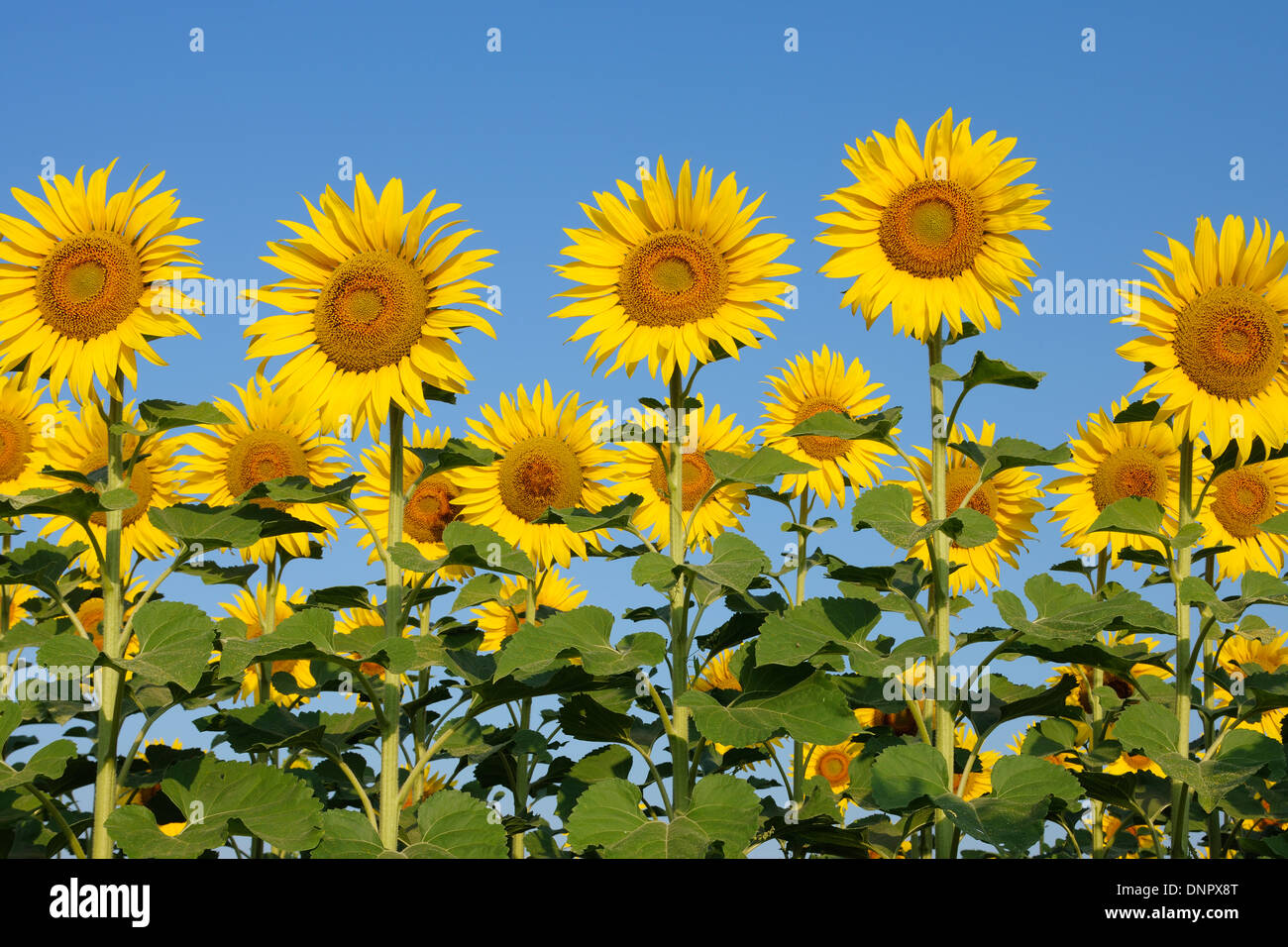 Gemeinsamen Sonnenblumen (Helianthus Annuus) gegen Clear Blue Sky, Toskana, Italien Stockfoto