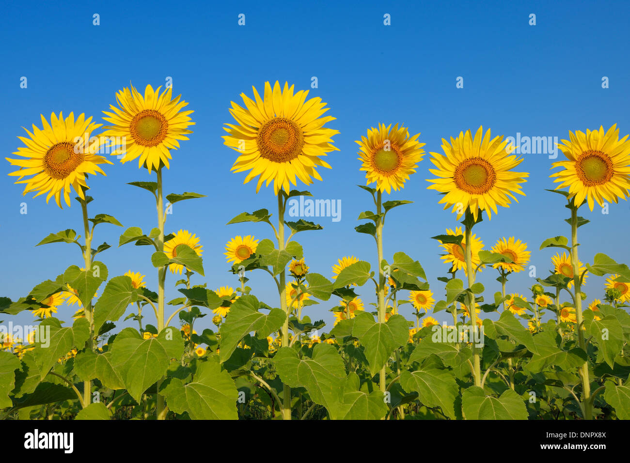 Gemeinsamen Sonnenblumen (Helianthus Annuus) gegen Clear Blue Sky, Toskana, Italien Stockfoto