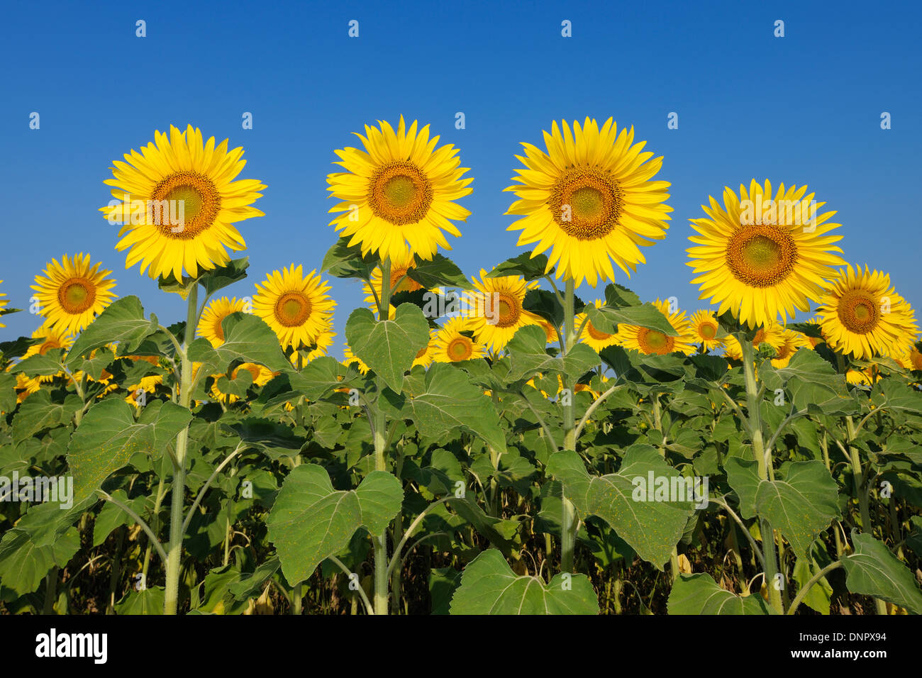 Gemeinsamen Sonnenblumen (Helianthus Annuus) gegen Clear Blue Sky, Toskana, Italien Stockfoto