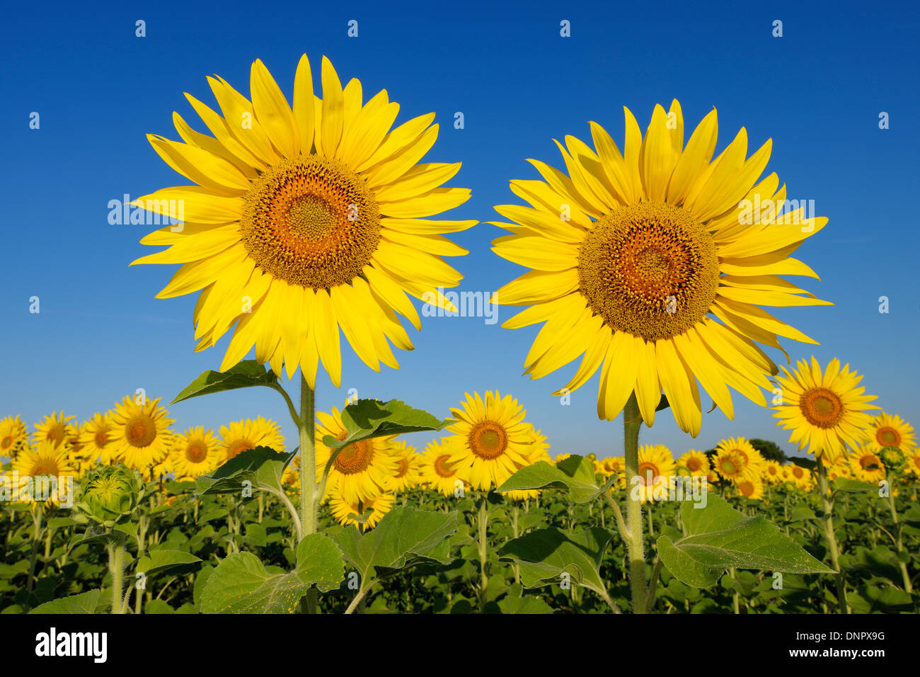 Gemeinsamen Sonnenblumen (Helianthus Annuus) gegen strahlend blauen Himmel. Toskana, Italien. Stockfoto