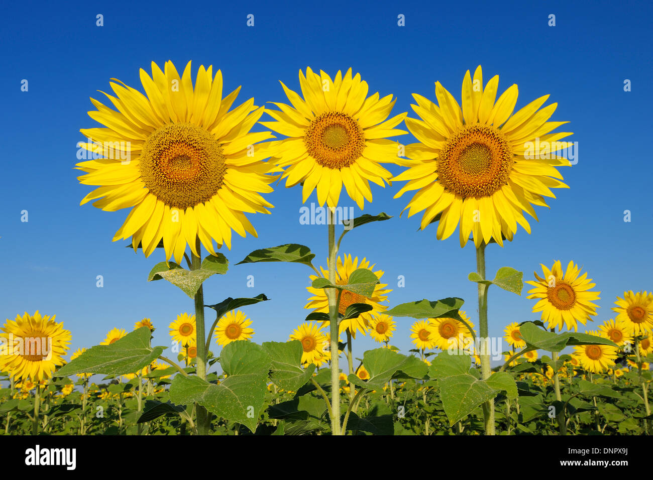 Gemeinsamen Sonnenblumen (Helianthus Annuus) gegen Clear Blue Sky, Toskana, Italien Stockfoto