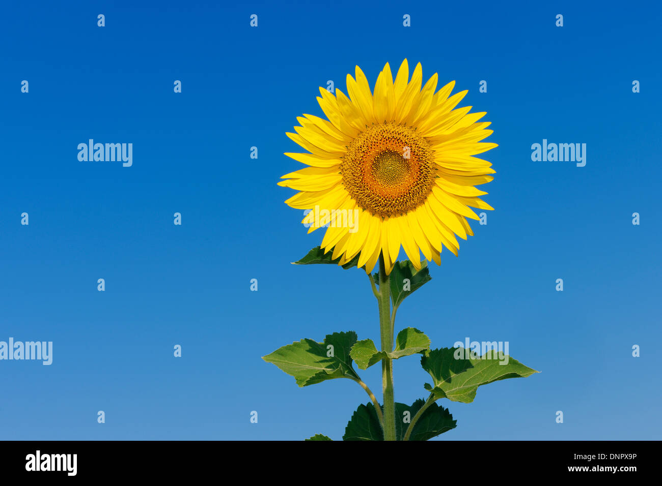 Gewöhnliche Sonnenblume (Helianthus Annuus) gegen Clear Blue Sky, Toskana, Italien Stockfoto