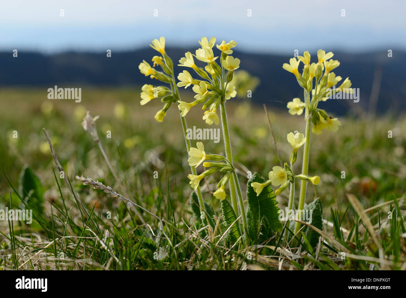 Nahaufnahme der echten Schlüsselblume (Primula Elatior) blüht auf Wiese im Frühling, Bayern, Deutschland Stockfoto