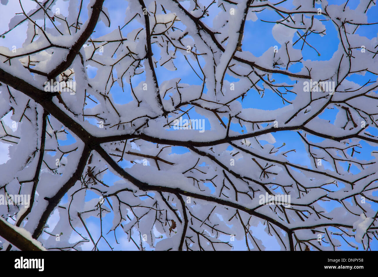 Winter-Szene Schnee auf Baum Zweigstellendetails mit blauem Himmel Stockfoto