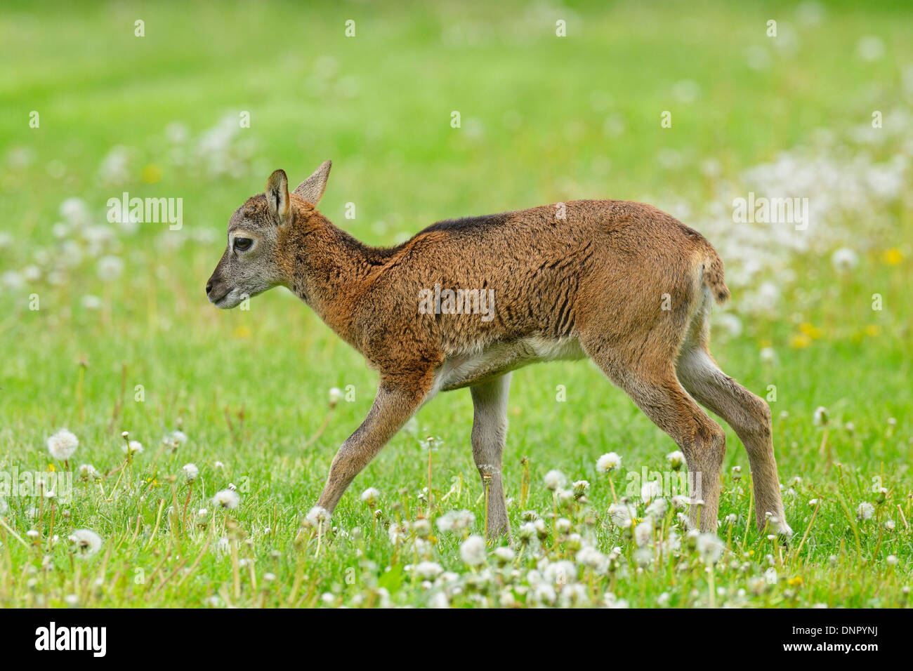 Junge europäische Mufflon (Ovis Orientalis Musimon) auf Wiese im Frühling, Hessen, Deutschland Stockfoto