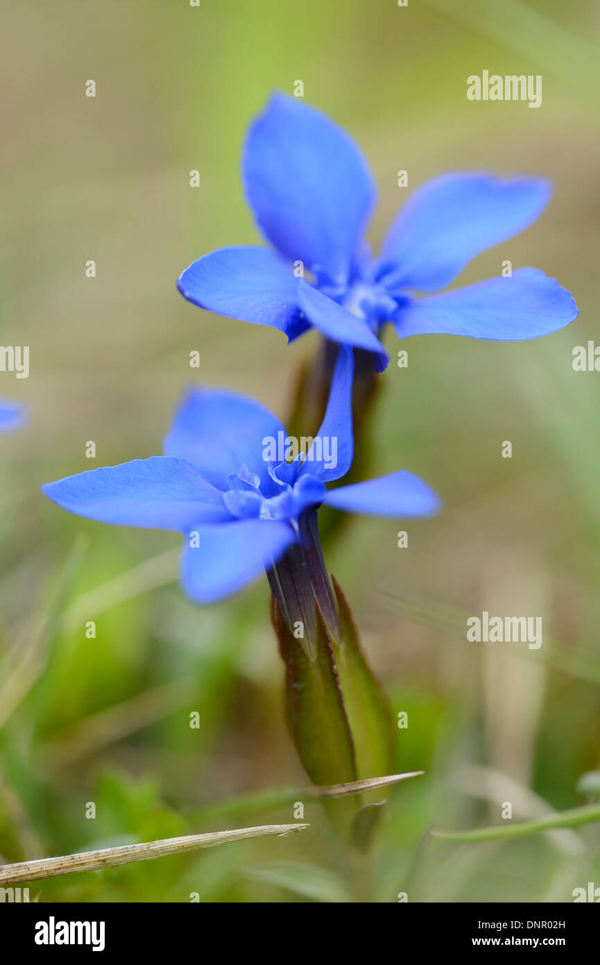 Nahaufnahme der Frühlings-Enzian (Gentiana Verna) auf Wiese im Frühling, Bayern, Deutschland Stockfoto