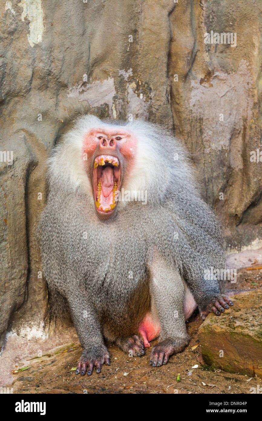 im Zoo finden Sie diese Affen Stockfoto