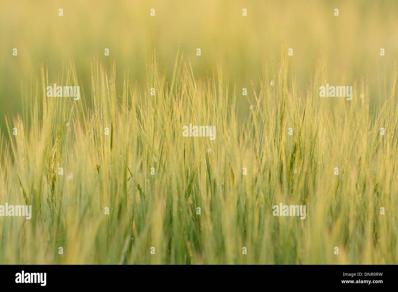 Gerstenfeld im Morgen Licht, Hessen, Deutschland, Europa Stockfoto