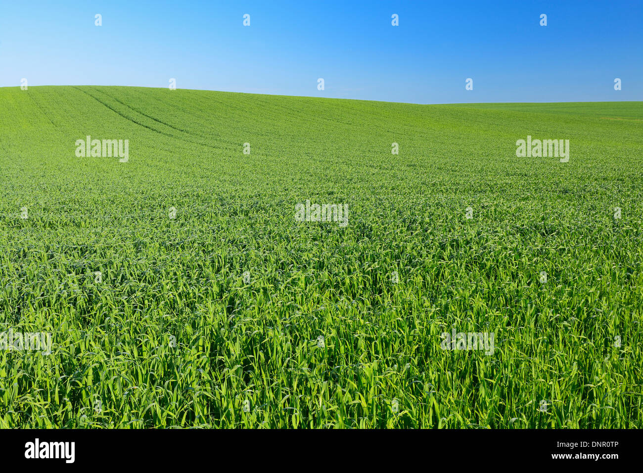 Getreidefeld und blauer Himmel, Hessen, Deutschland, Europa Stockfoto