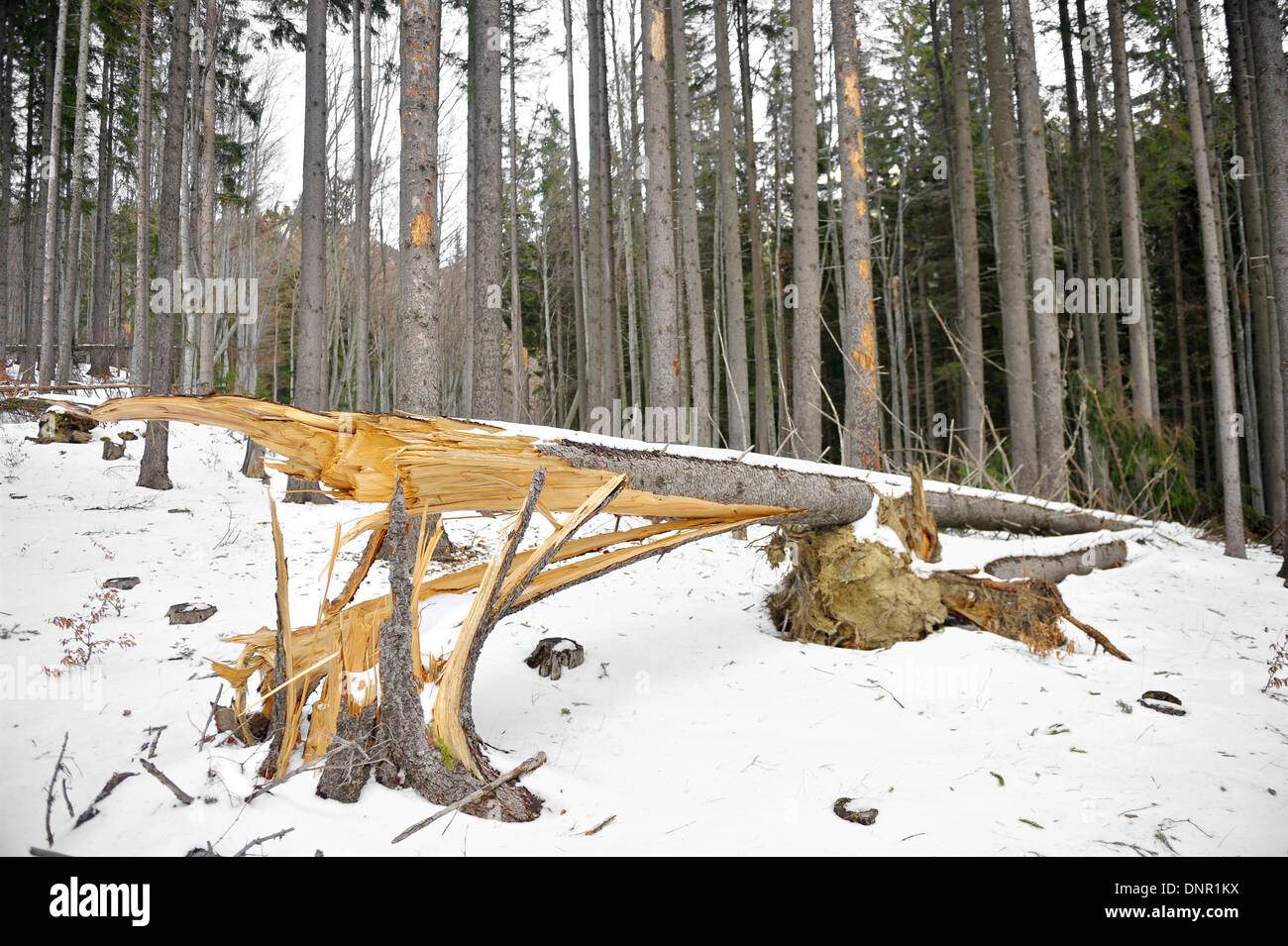 Pinienwald mit einem Tannenbaum Riss nach einem Wintersturm Stockfoto