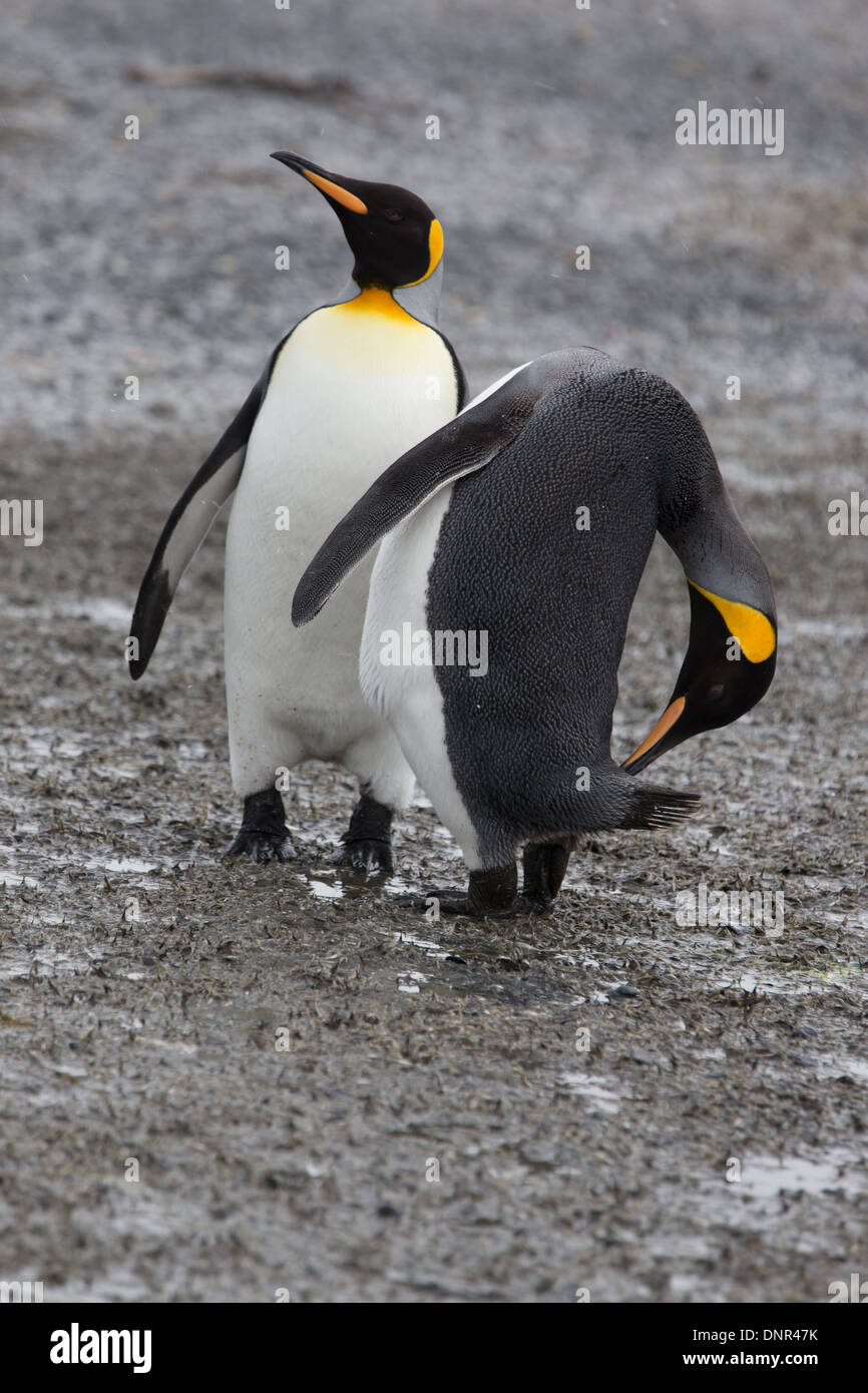 Rückansicht des kopflosen Pinguin Stockfoto