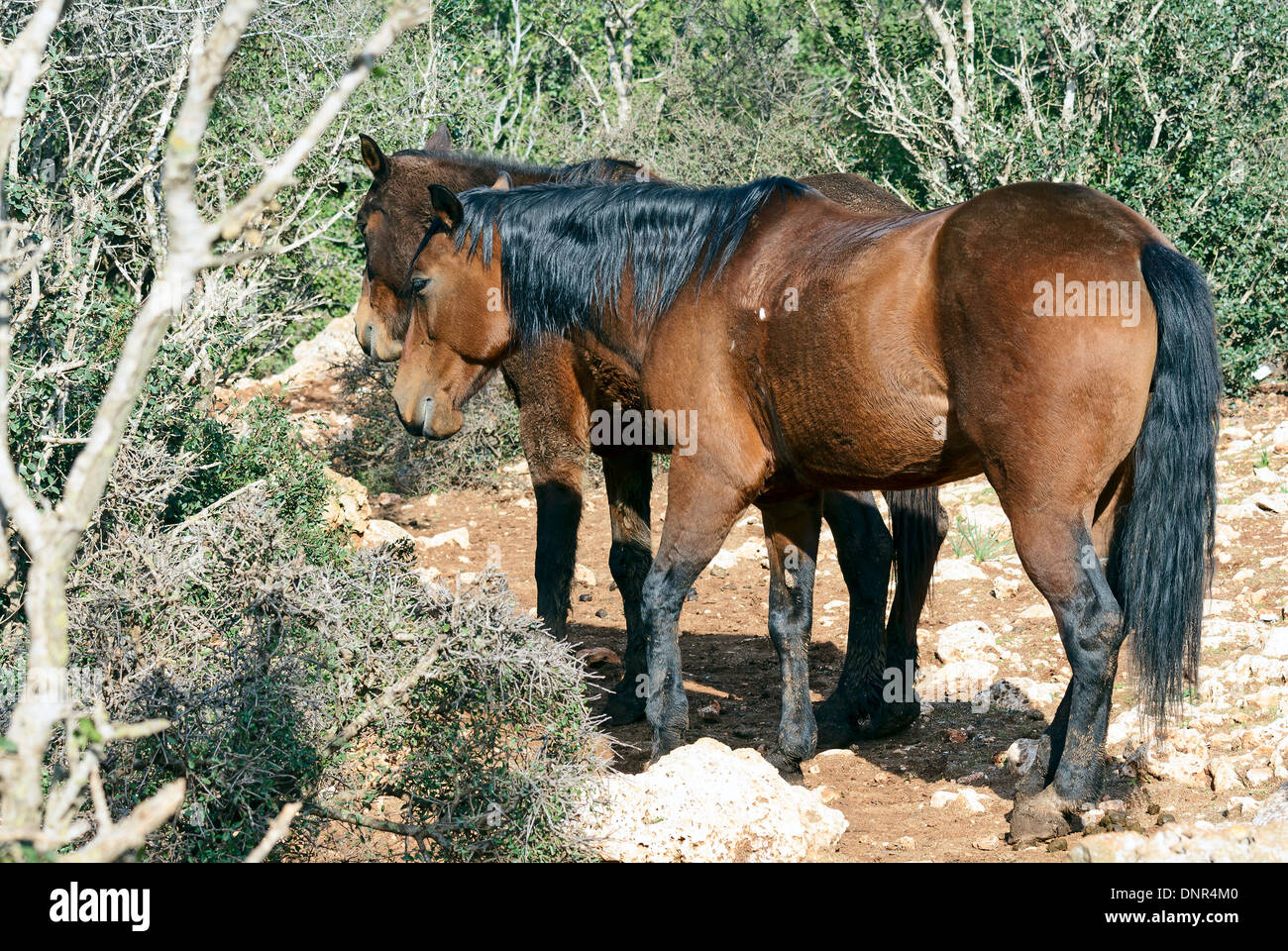 paar schöne Pferde in der Natur Stockfoto