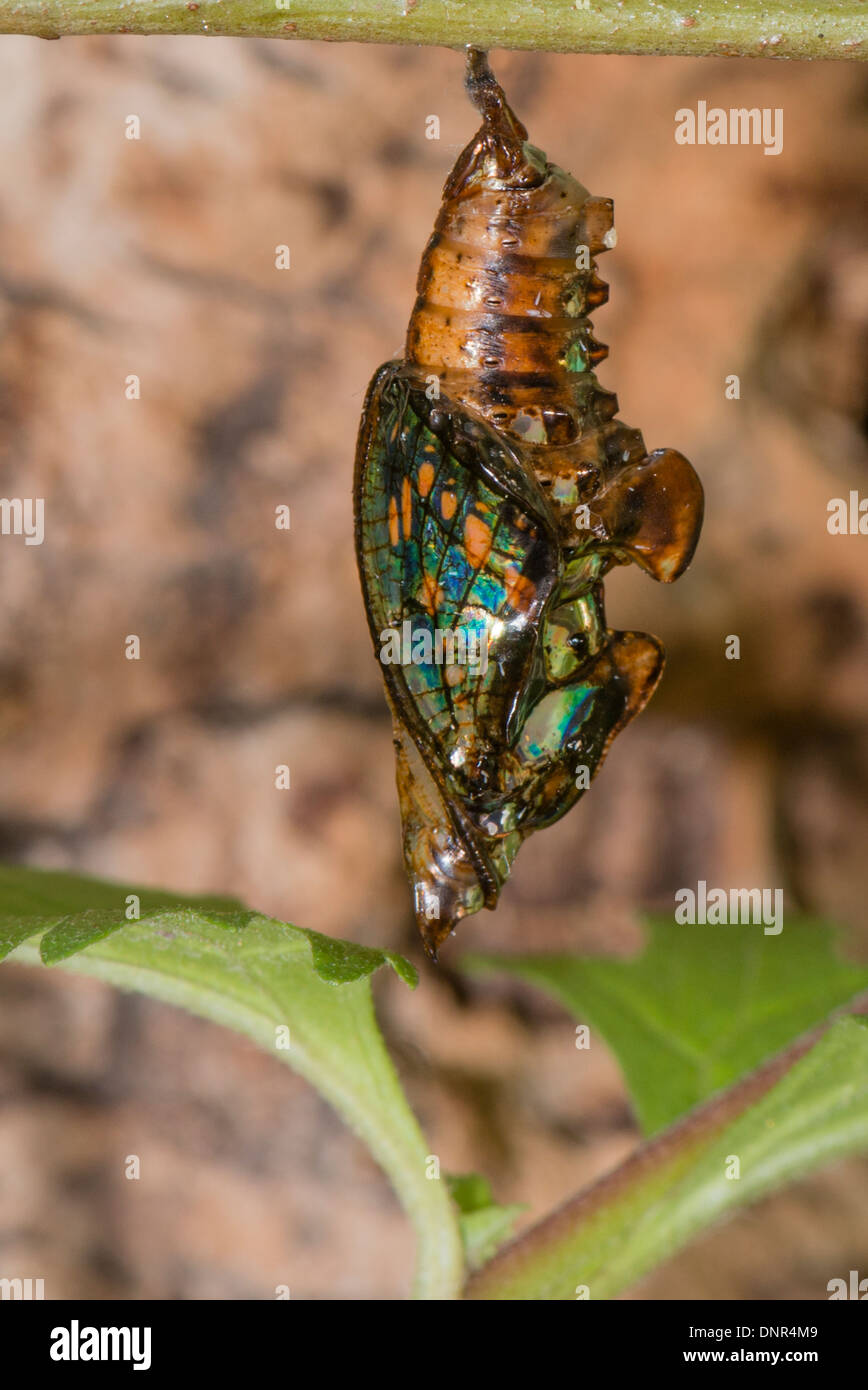 Eine Reifung Puppe des gemeinsamen Sergeant Schmetterlings Stockfoto