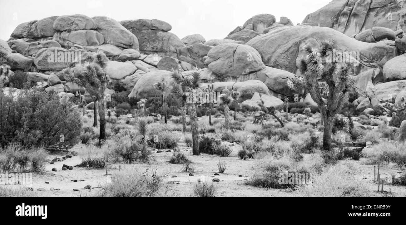 Joshua Tree Nationalpark, USA. Detail von diesem erstaunlichen und einzigartigen Ort Stockfoto