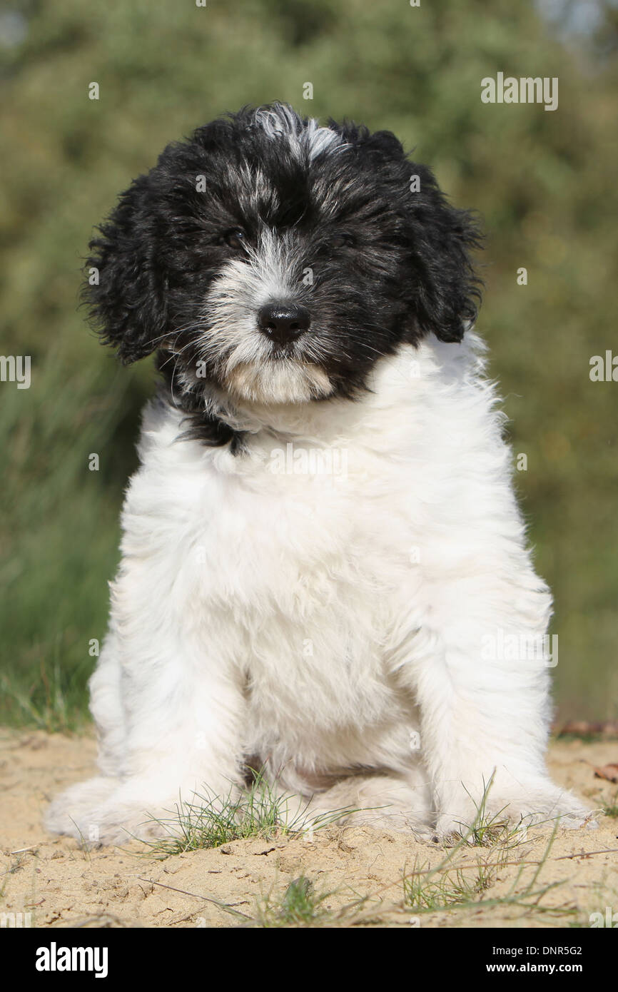 Hund Hunde polnischen Tiefland Sheepdog Nizinny Polski / Welpen sitzen auf einer Wiese Stockfoto