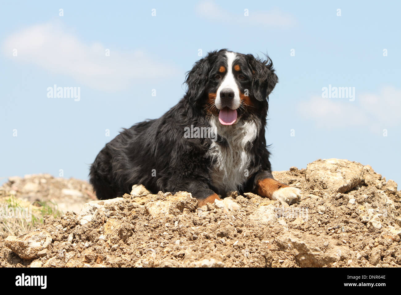 Hund Berner Mountain Dog Erwachsenen auf dem Boden liegend Stockfoto