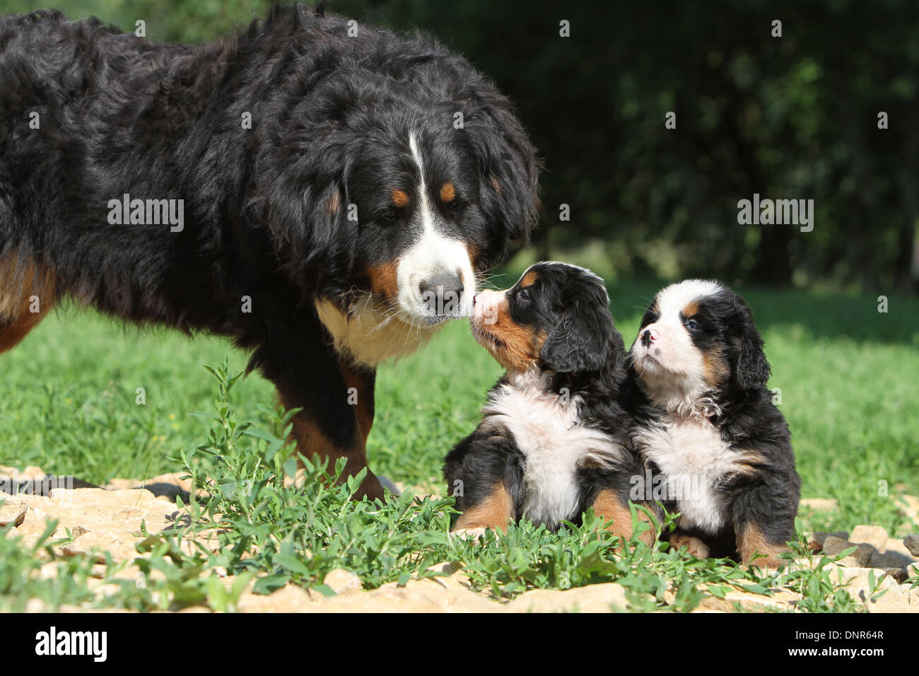 Erwachsener Hund Berner Berg Hund und zwei Welpen in einem Garten Stockfoto