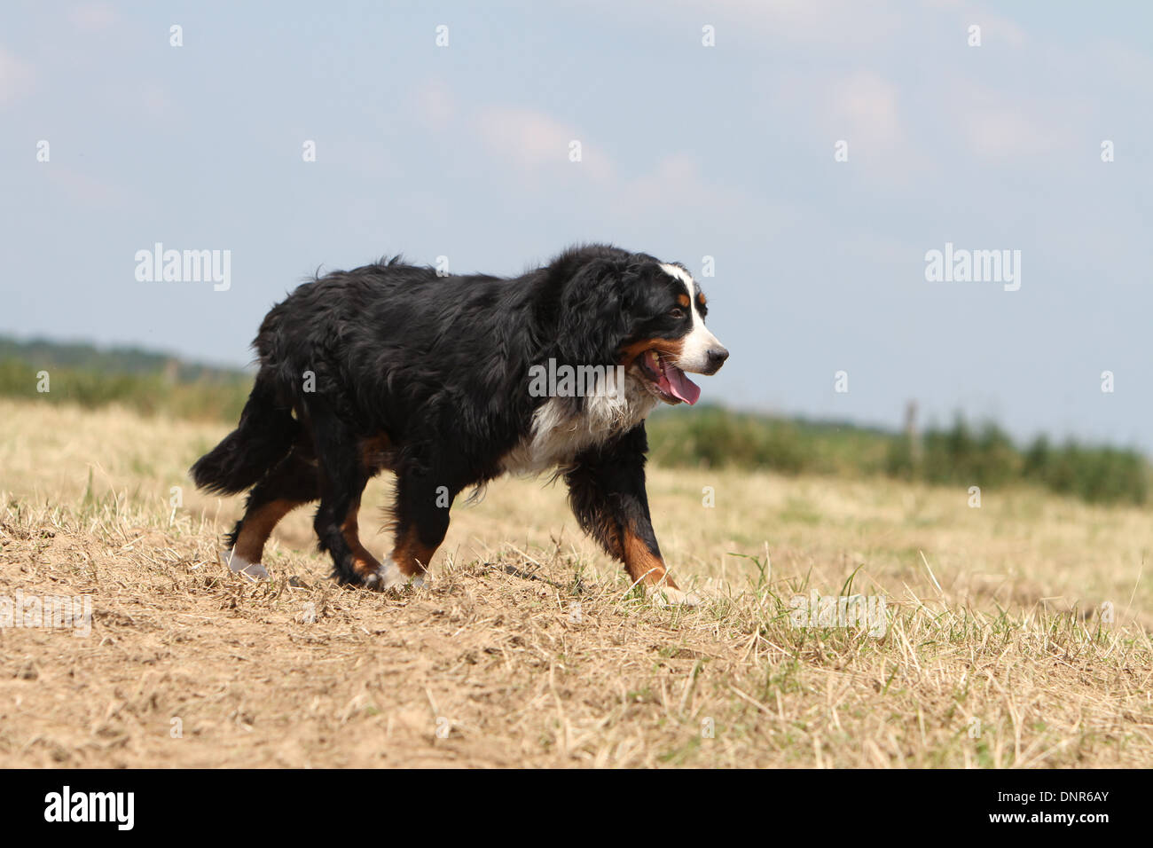 Bernese Mountain Dog In Switzerland Stockfotos und -bilder Kaufen - Alamy