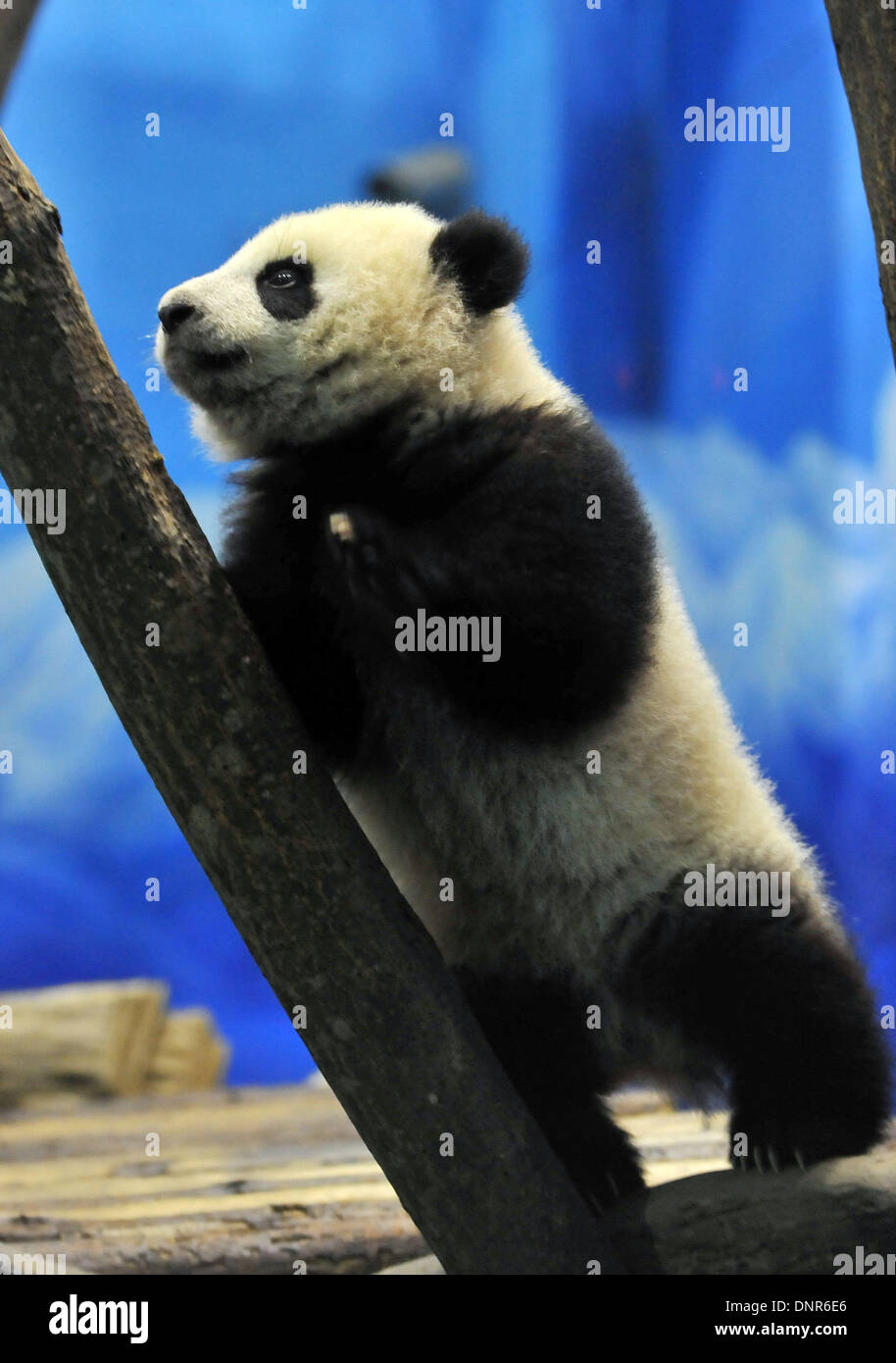 Taipei, China Taiwan. 4. Januar 2014. Yuan Zai, die erste Taiwan geborene Pandababy spielt bei der Taipei City Zoo in Taipei, Taiwan in Südost-China, 4. Januar 2013. Yuan Zai wurde am Samstag enthüllt, Medien und die Öffentlichkeit am 6. Januar zu treffen. Bildnachweis: Chen Yehua/Xinhua/Alamy Live-Nachrichten Stockfoto