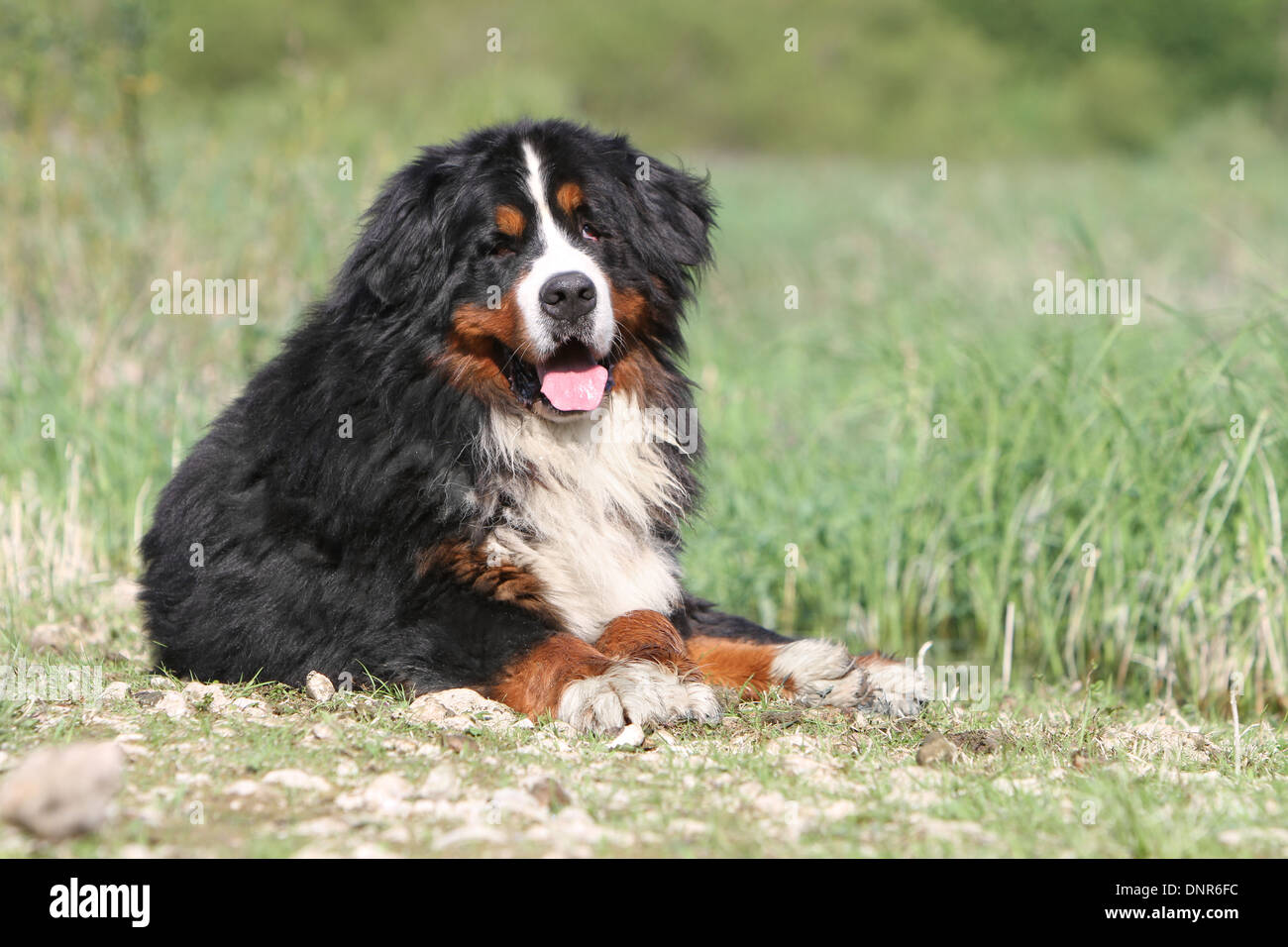 Hund Berner Mountain Dog Erwachsenen in einer Wiese liegen Stockfoto